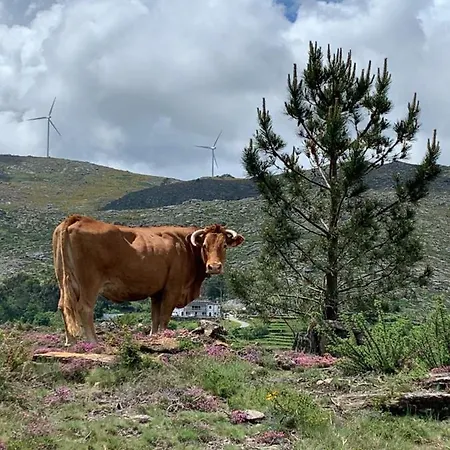 Just Like - Casinha Da Em * Caminha