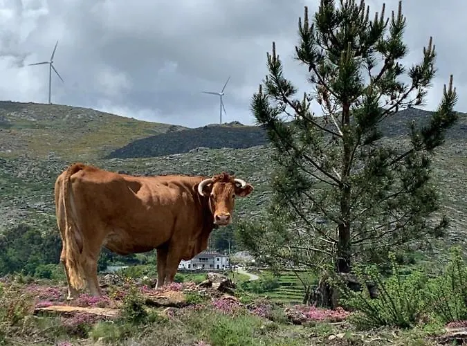 Just Like - Casinha Da Em * 卡米尼亚